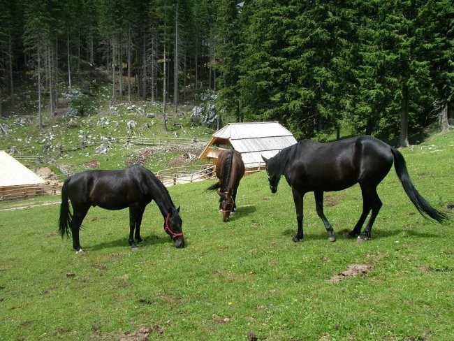 Košutnikov turn, 5. julij 2008 - foto povečava