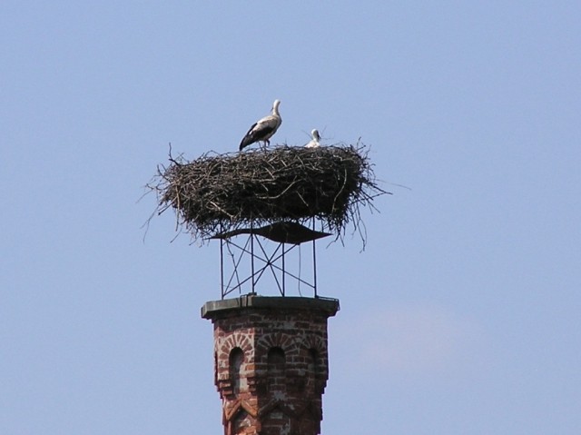 Goričko, junij 2009 - foto