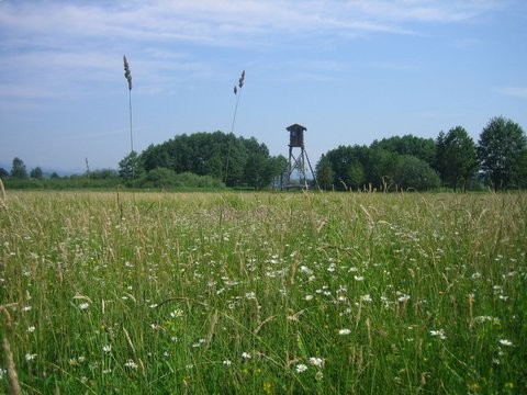 Barje, 10. junij 2007 - foto povečava