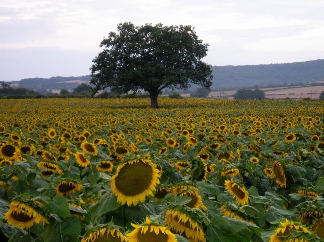 Moie umetnine:) no večina moih - foto povečava