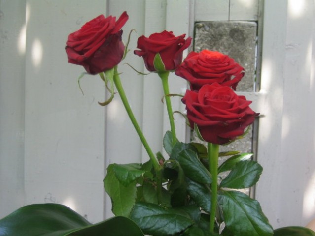 4 vrtnice - 4 sodelavke 