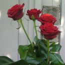 4 vrtnice - 4 sodelavke 
