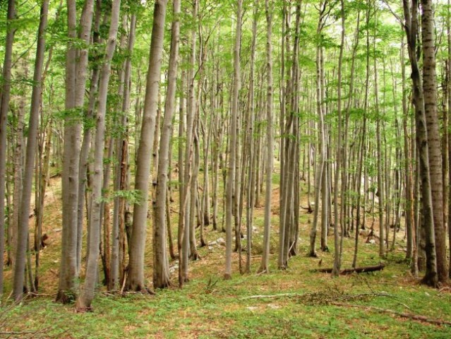 Bukova šuma blizu Medvjeđih vrata
