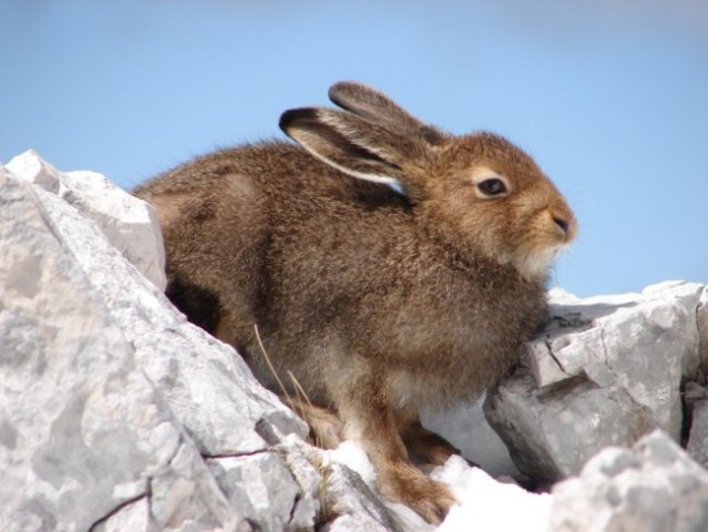 Lepus timidus