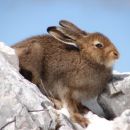 Lepus timidus