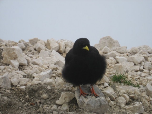 Prisojnik 2547m - foto