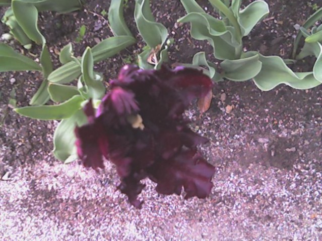 Malo čudno zafrlen, drgač pa ful lep tulipan =)
