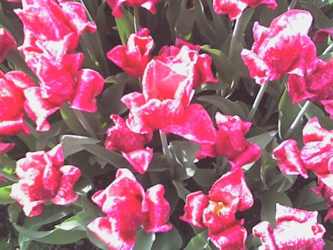 roza tulipani, iiii =)