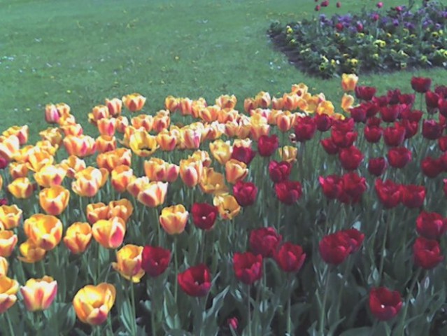 Spet tulipani =)
