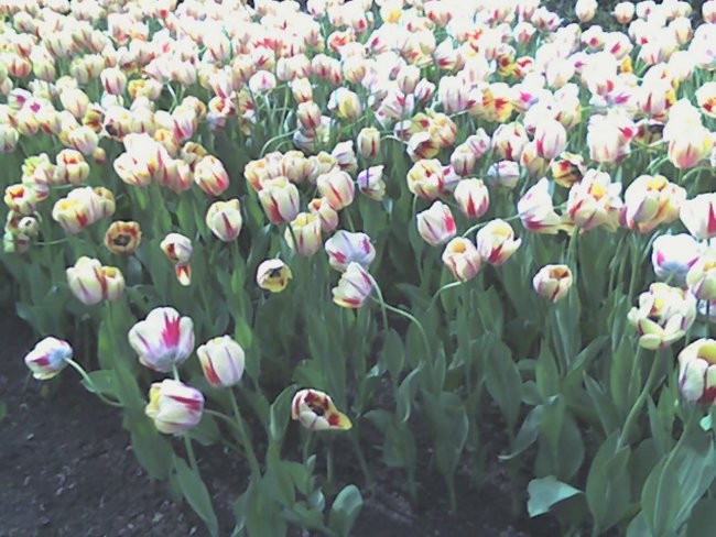 večinoma belo-rdeči tulipani =)