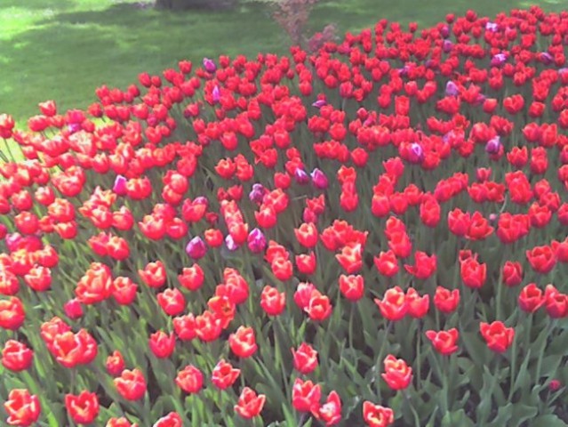 Rdeči tulipani =)