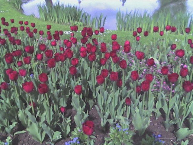 Temno rdeči tulipani... =)
