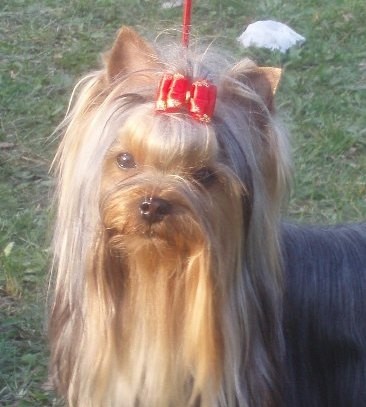 excellent 1, HPJ (Hungary Prima Junior)