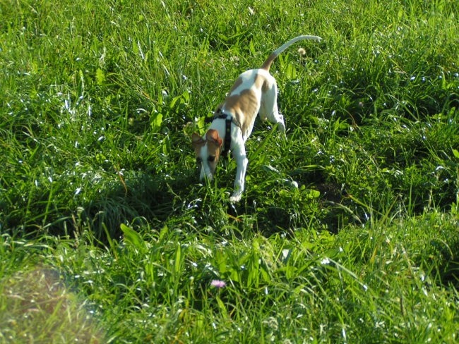 Čar in Saja - foto povečava