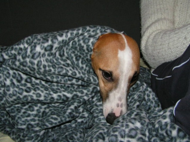 Whippet 05/06 - foto