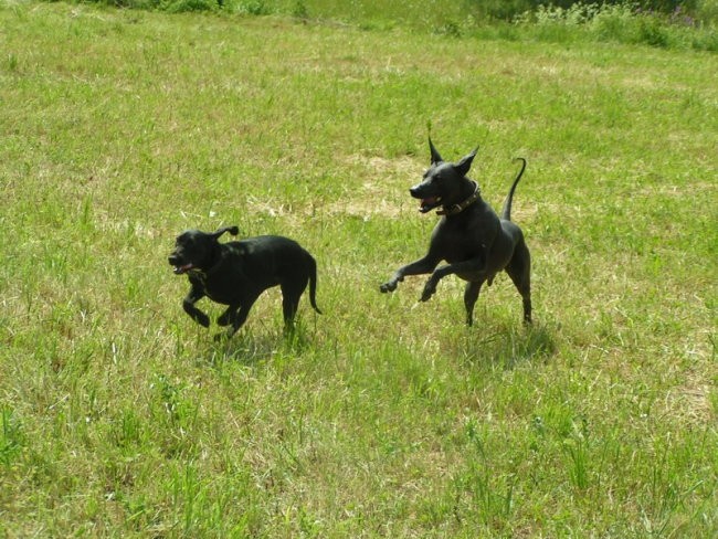 Coursing - foto povečava