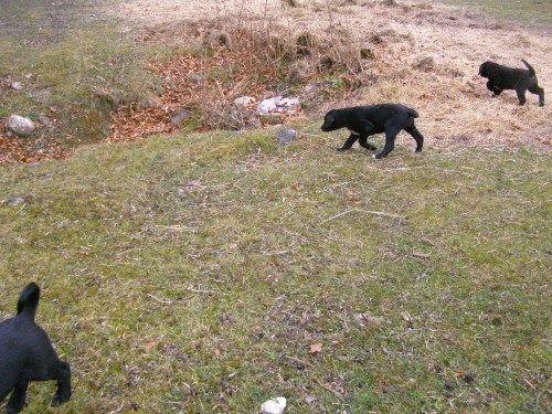 Mali in veliki - foto