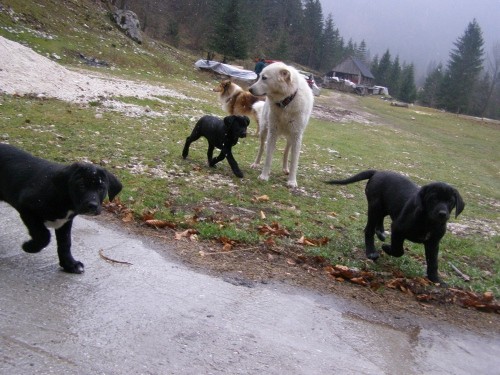 Mali in veliki - foto