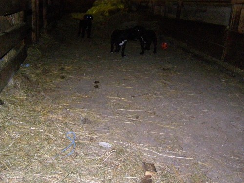 Bandica - foto povečava