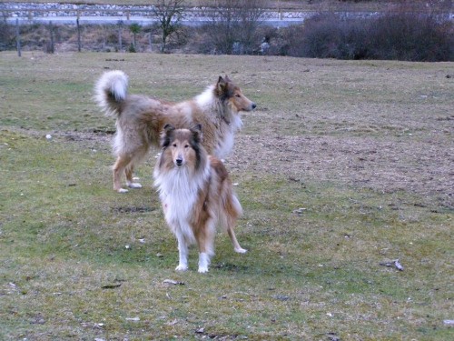 Ciara, Cujo and Co. - foto povečava