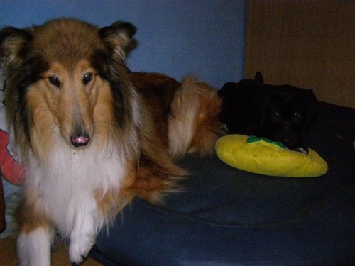 Cujo in ciara - foto povečava