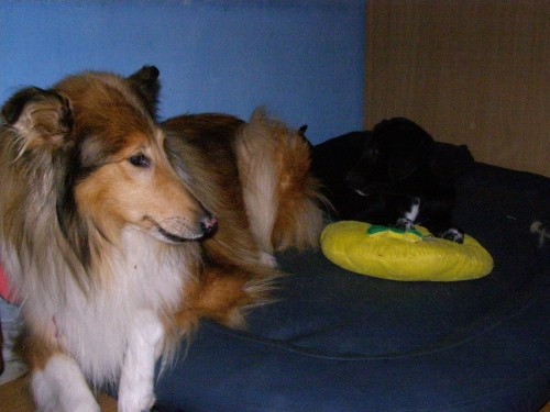 Cujo in ciara - foto povečava