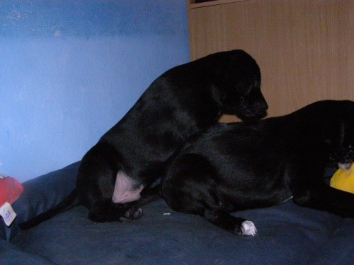 Cujo in ciara - foto povečava