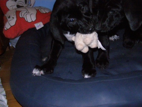 Cujo in ciara - foto povečava