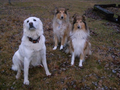 Kala,Runo,Bella - foto povečava