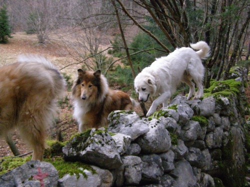 9.12.2007 Bella,Kala in Runo na sprehodu - foto