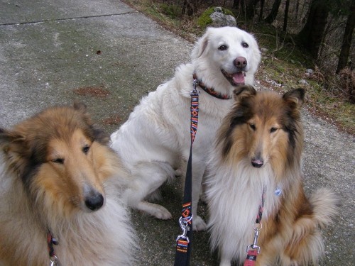 9.12.2007 Bella,Kala in Runo na sprehodu - foto povečava