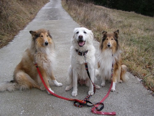9.12.2007 Bella,Kala in Runo na sprehodu - foto
