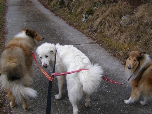 9.12.2007 Bella,Kala in Runo na sprehodu - foto povečava