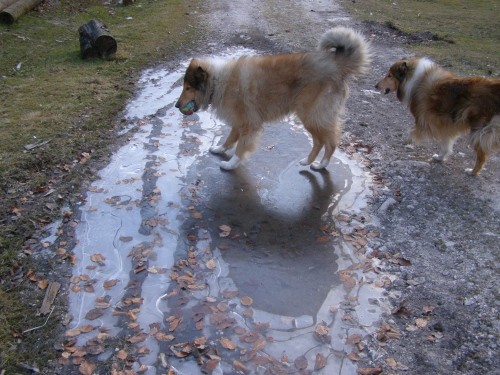 Kala,Runo,Bella 14.12 - foto povečava