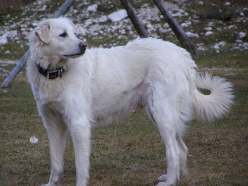 Kala,Runo,Bella 14.12 - foto povečava