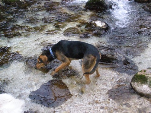 Kala,Runo,Bella in Saba na sprehodu - foto povečava