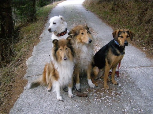 Kala,Runo,Bella in Saba na sprehodu - foto povečava