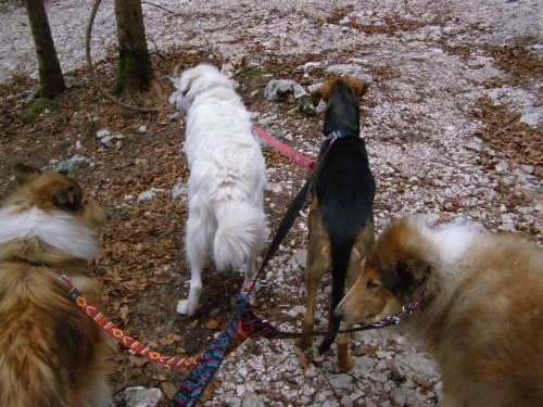 Kala,Runo,Bella in Saba na sprehodu - foto povečava