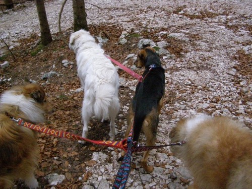 Kala,Runo,Bella in Saba na sprehodu - foto