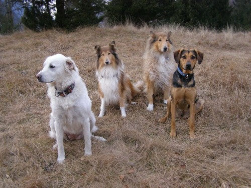 Kala,Runo,Bella in Saba na sprehodu - foto povečava