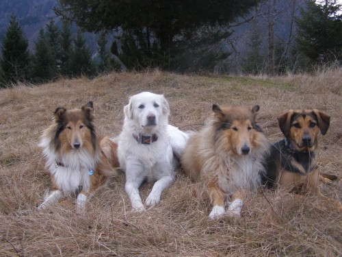 Kala,Runo,Bella in Saba na sprehodu - foto