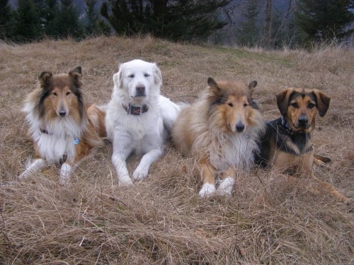 Kala,Runo,Bella in Saba na sprehodu - foto