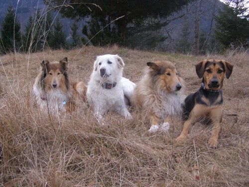 Kala,Runo,Bella in Saba na sprehodu - foto povečava