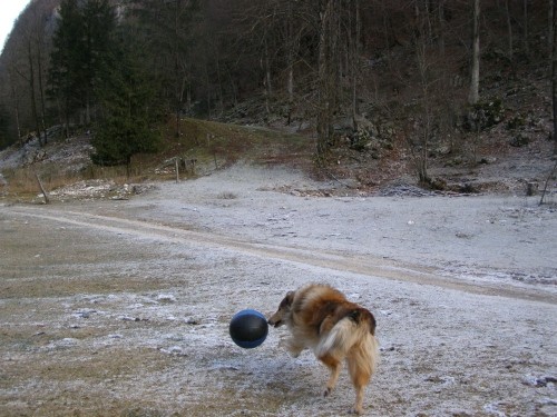 žoganje - foto