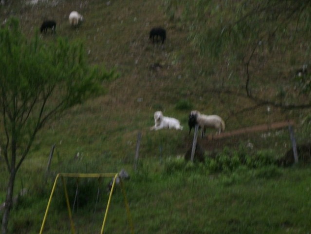 Bella in njene ovčke 