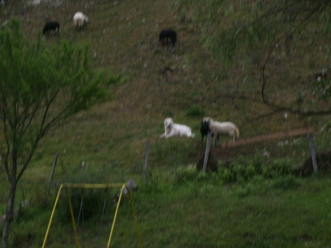 Bella in njene ovčke 