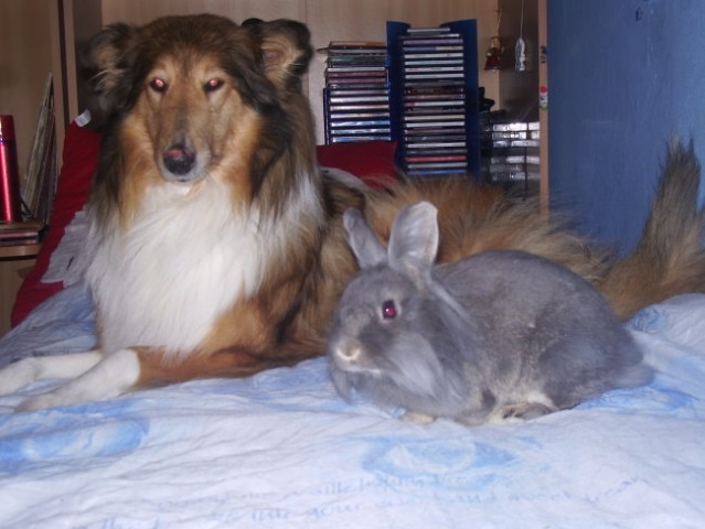 Kala in zajčica Lola uživata na postelji