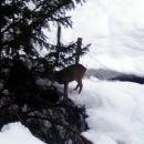 Riko, ovčke in ostale zverince
