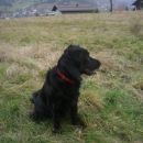 Corina
