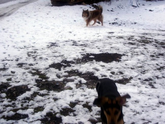 Kala,Runo,Saba - 1.2.2007 - foto povečava